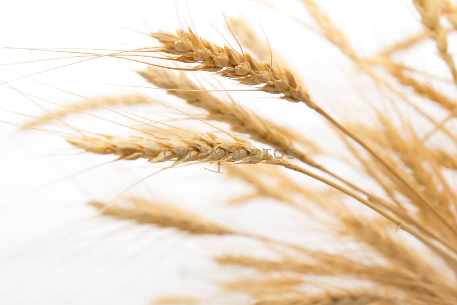 wheat as the background