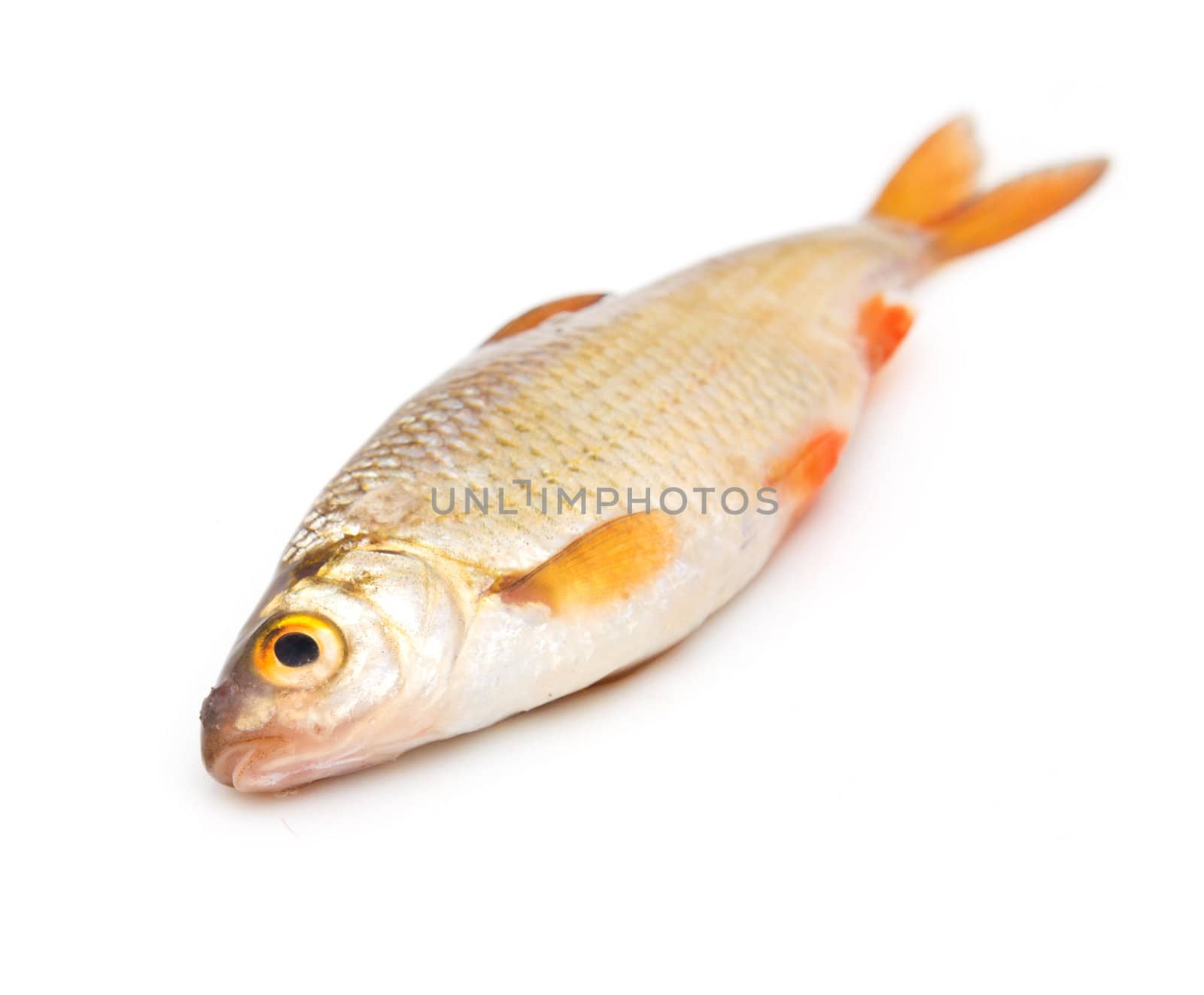 roach (Rutilus rutilus) on a white background 