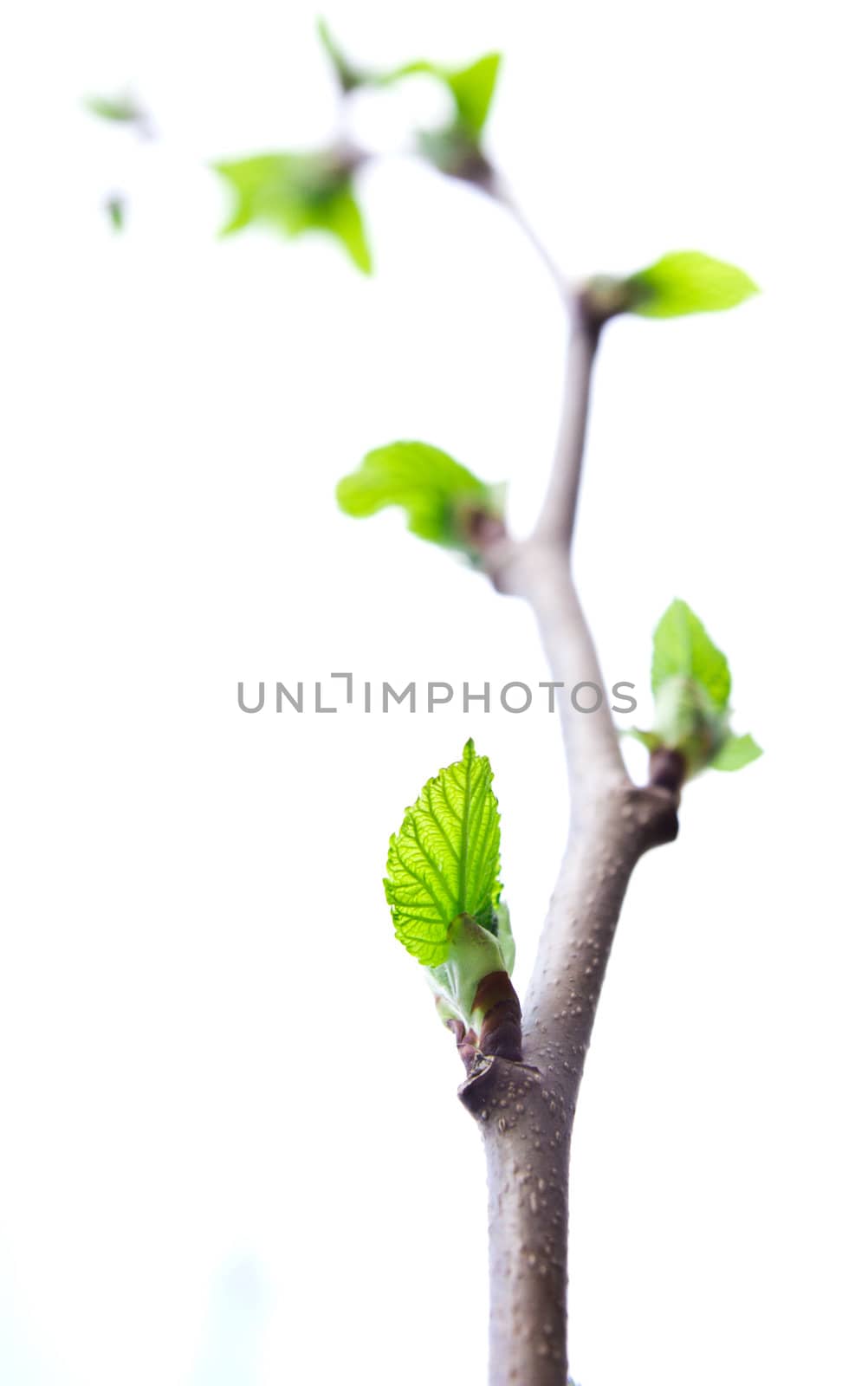 Beautiful leaf on a tree in the spring