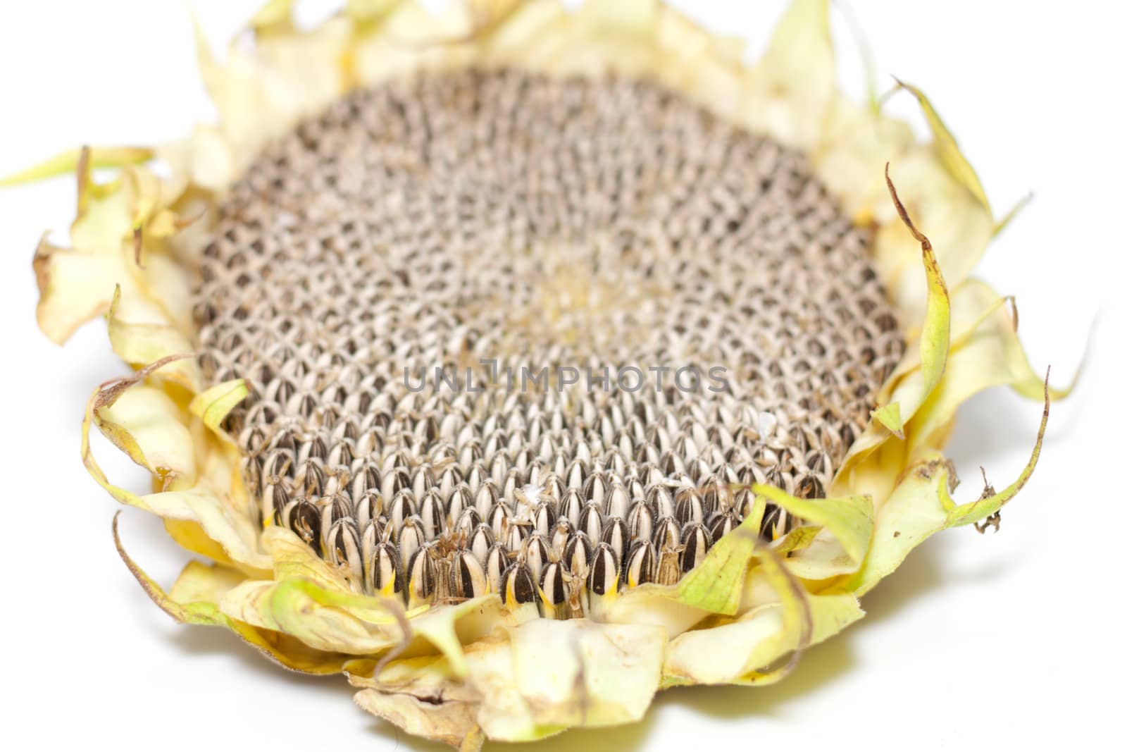 Sunflower seeds on white background . focus on the bottom of the seeds