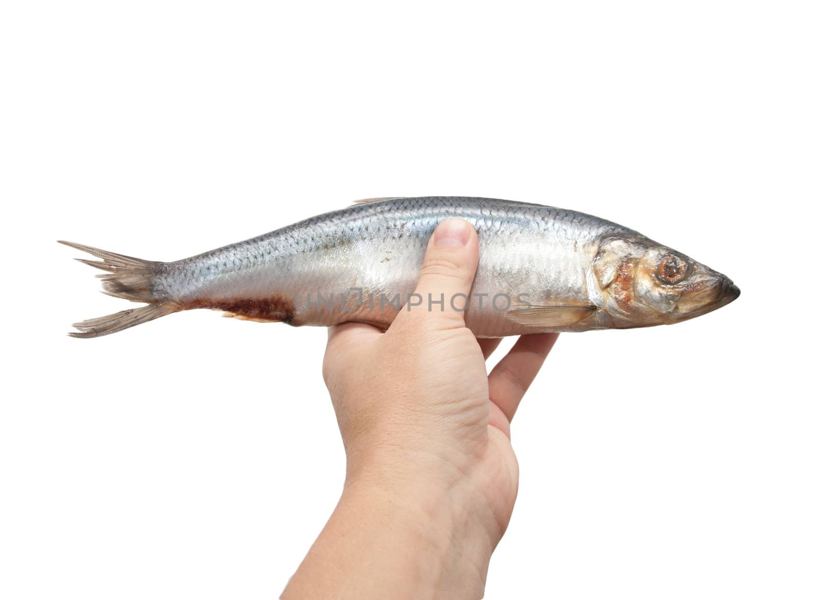 herring in his hand on a white background