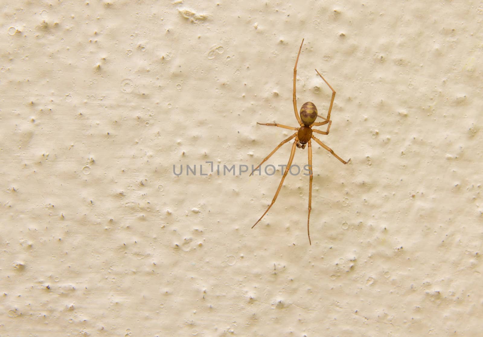 Spider on a concrete wall