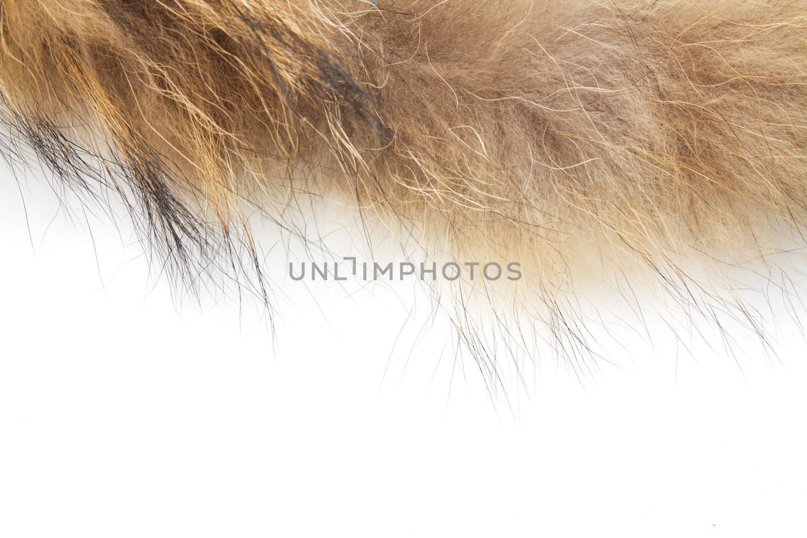 fur on white background