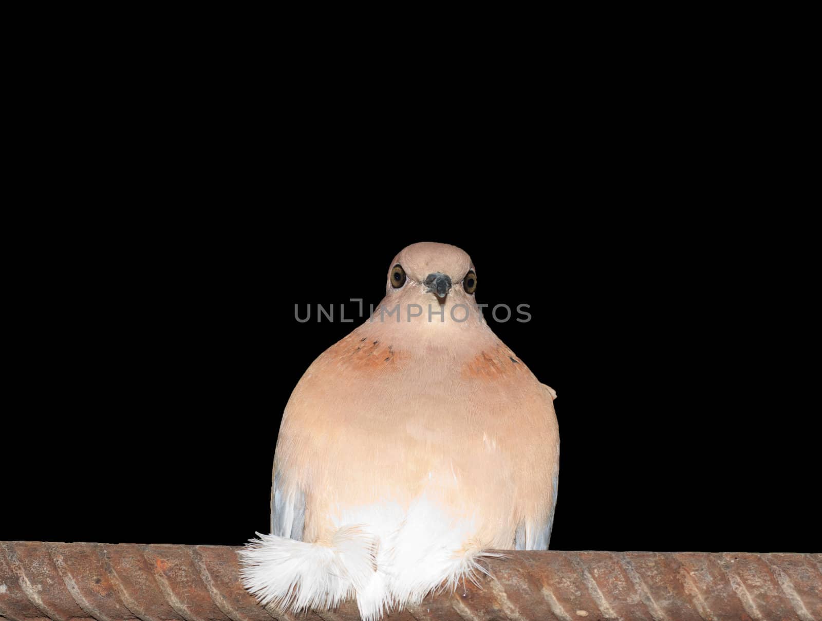 dove at night