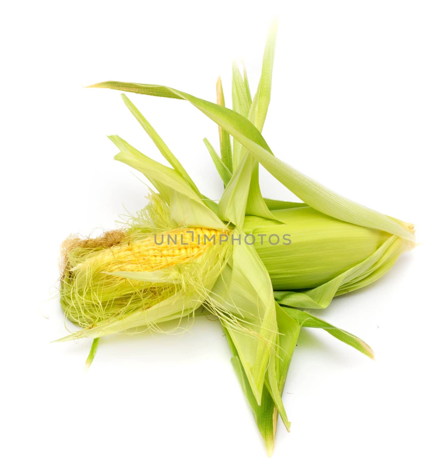 corn on a white background