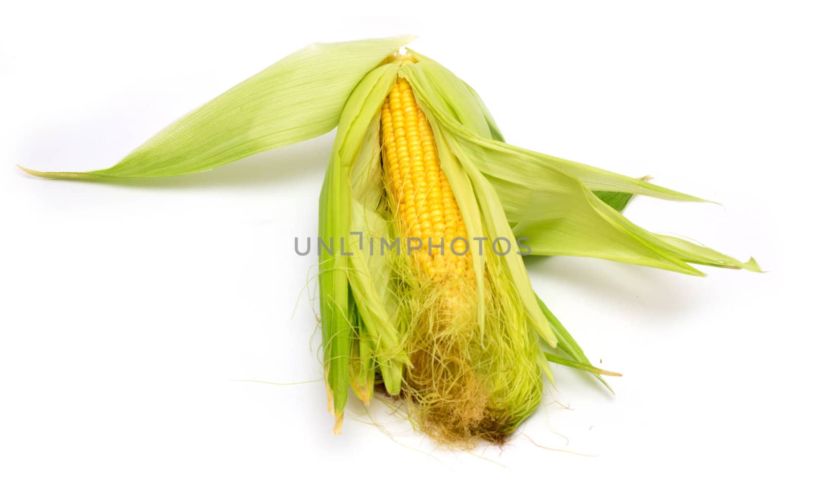 corn on a white background