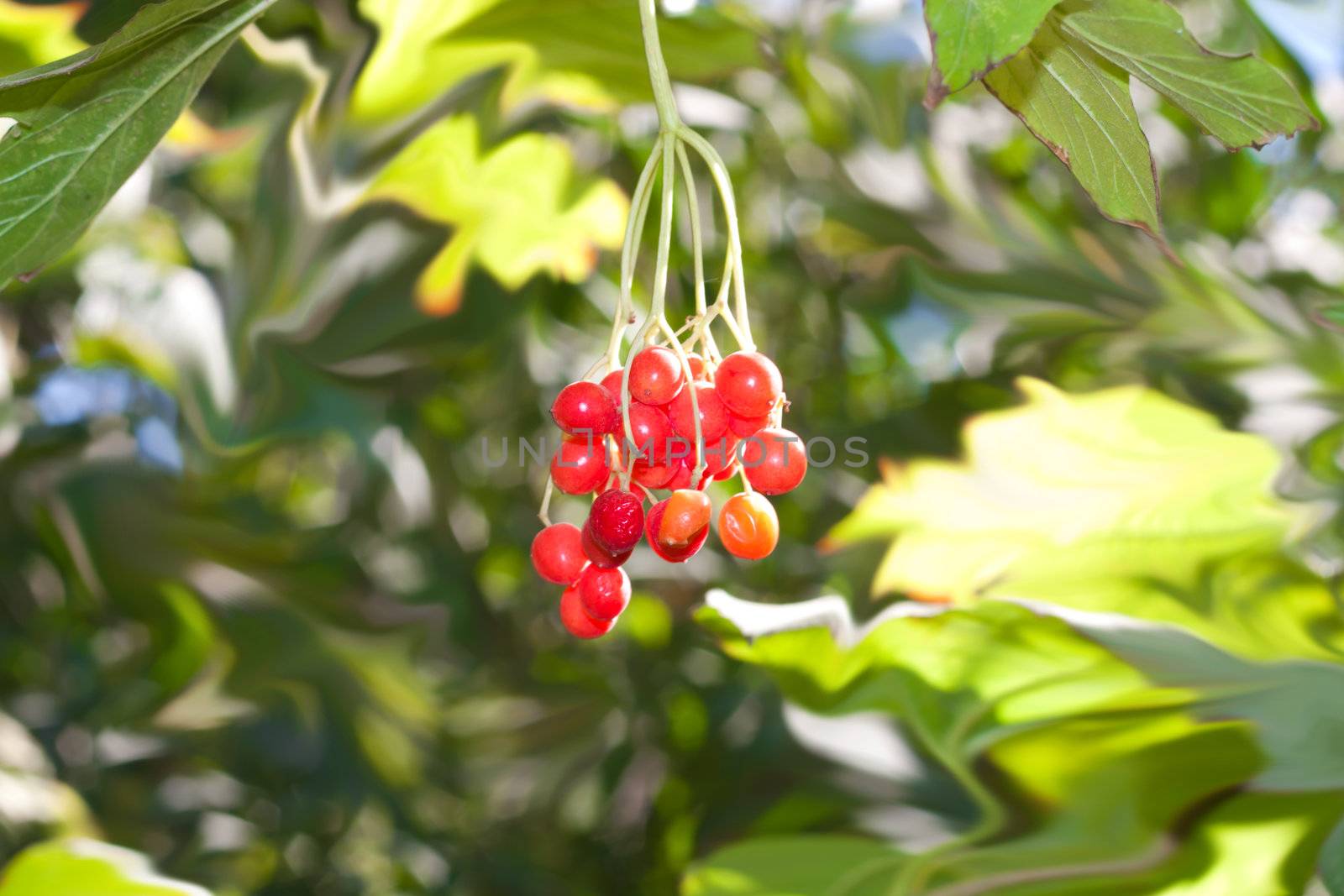 arrow wood red berries closeup shallow dof 