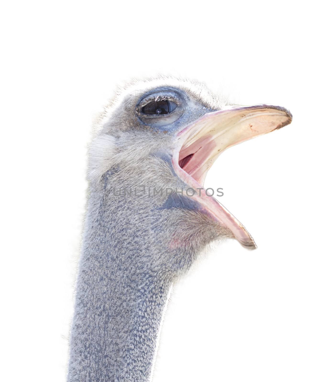 ostrich female head isolated 