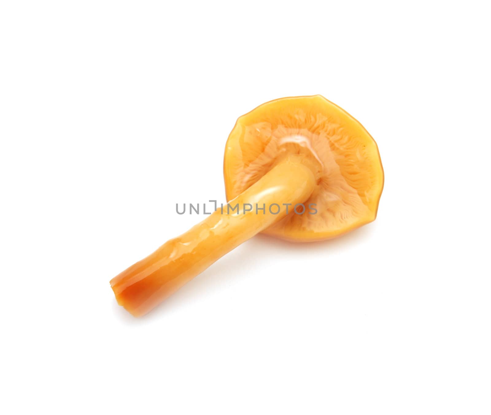 mushrooms on a white background