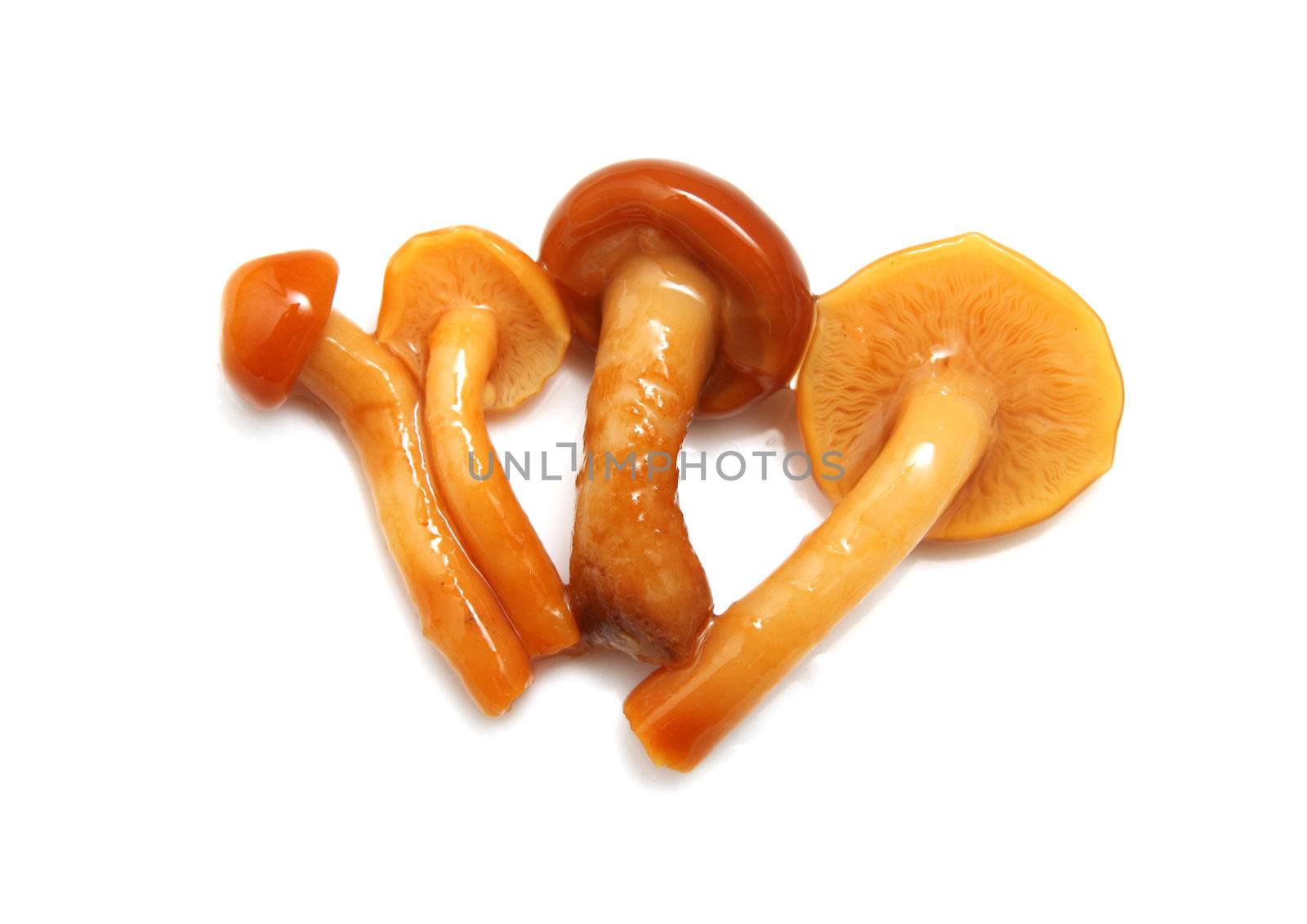 mushrooms on a white background
