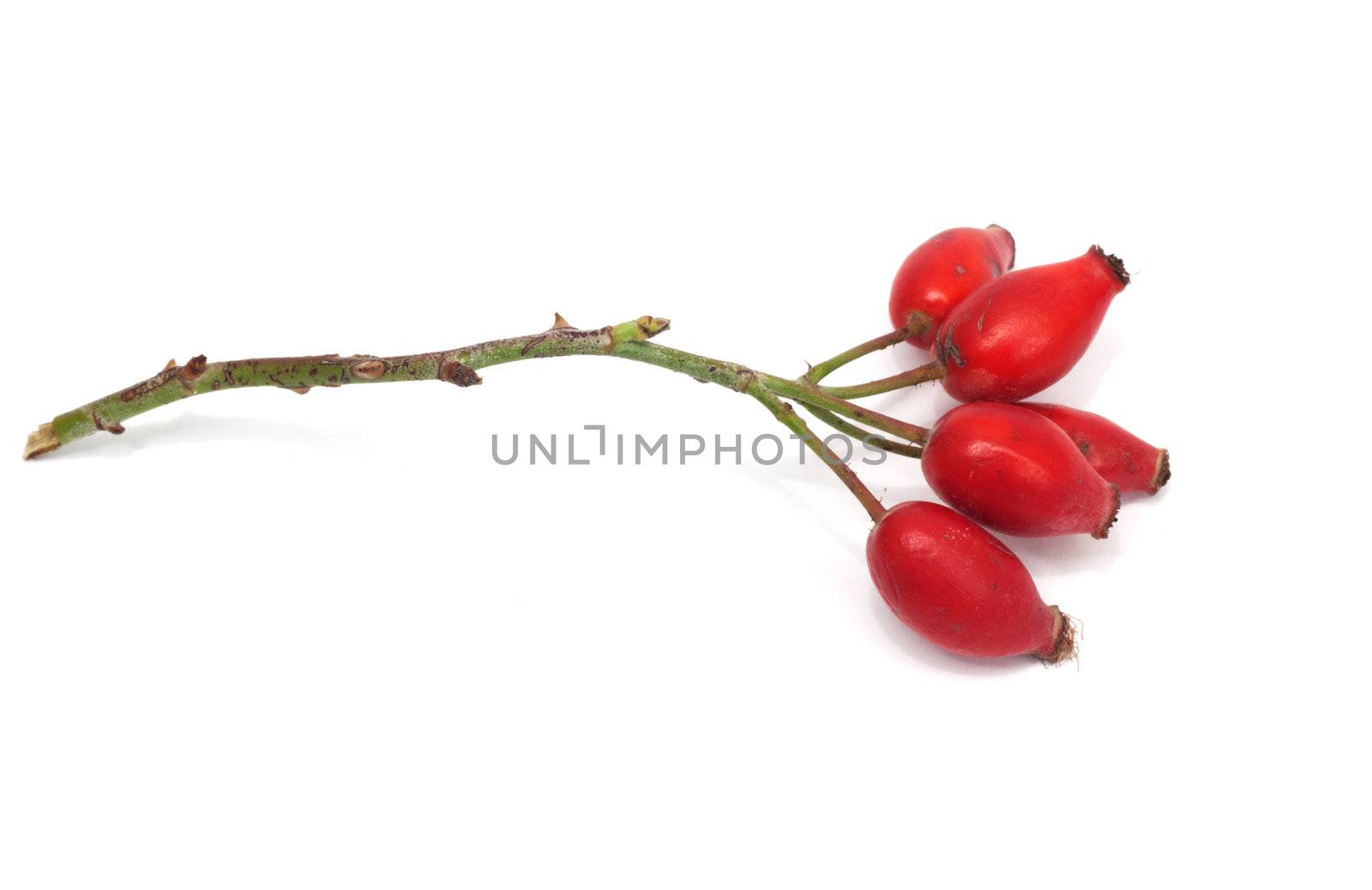 Fruits of wild rose on a white background 