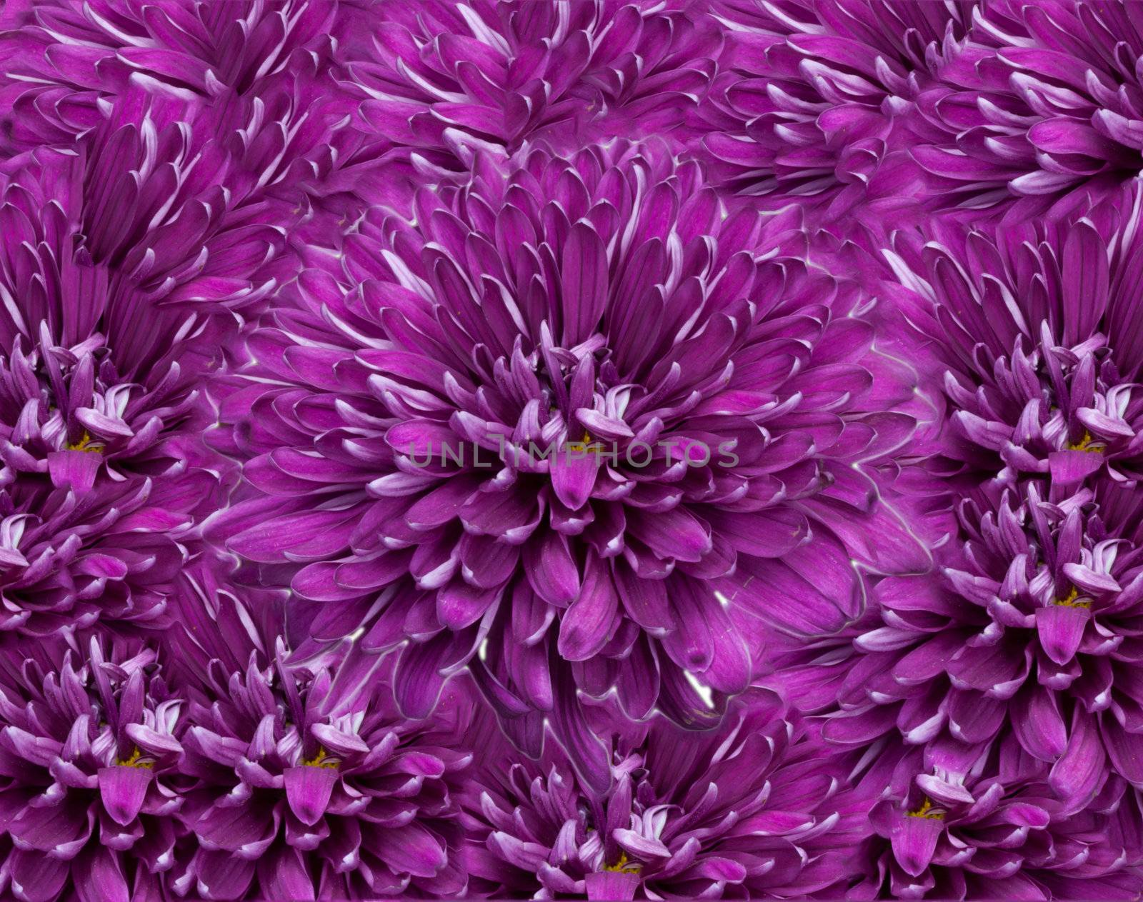 background of pink chrysanthemums