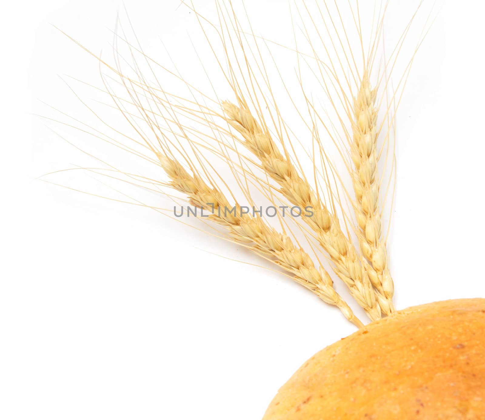 wheat and bread on a white background