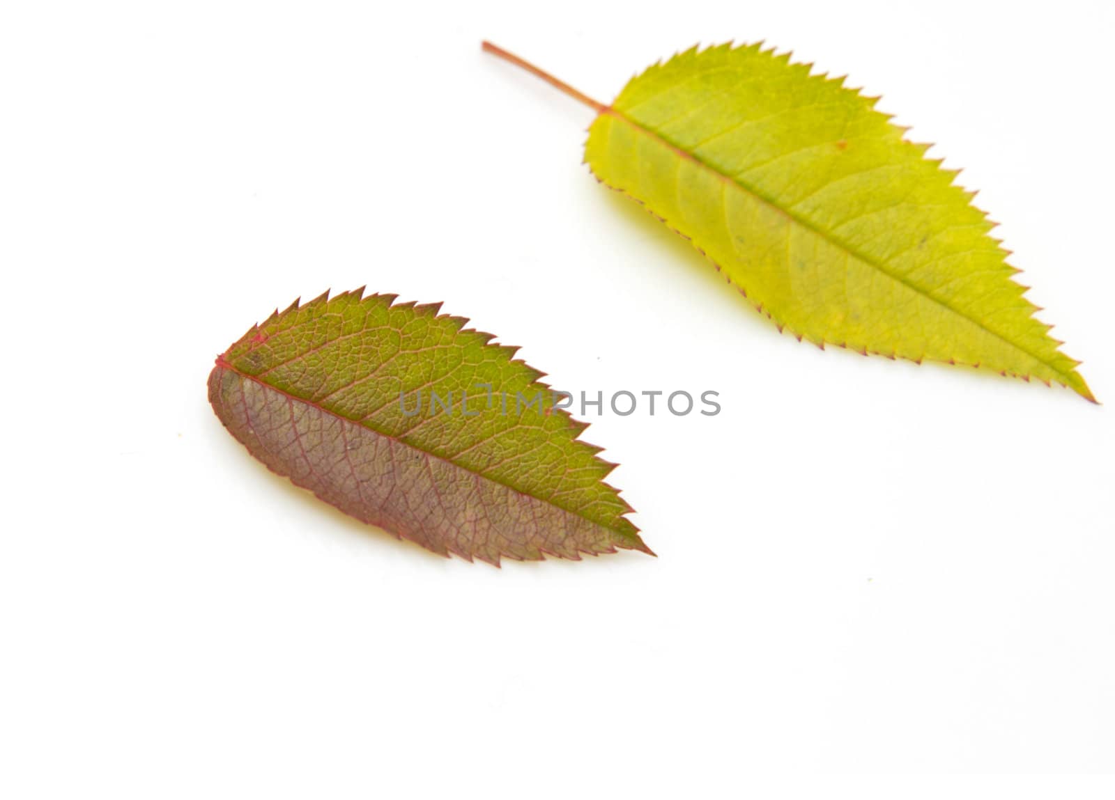 two autumn leaf on white background by schankz