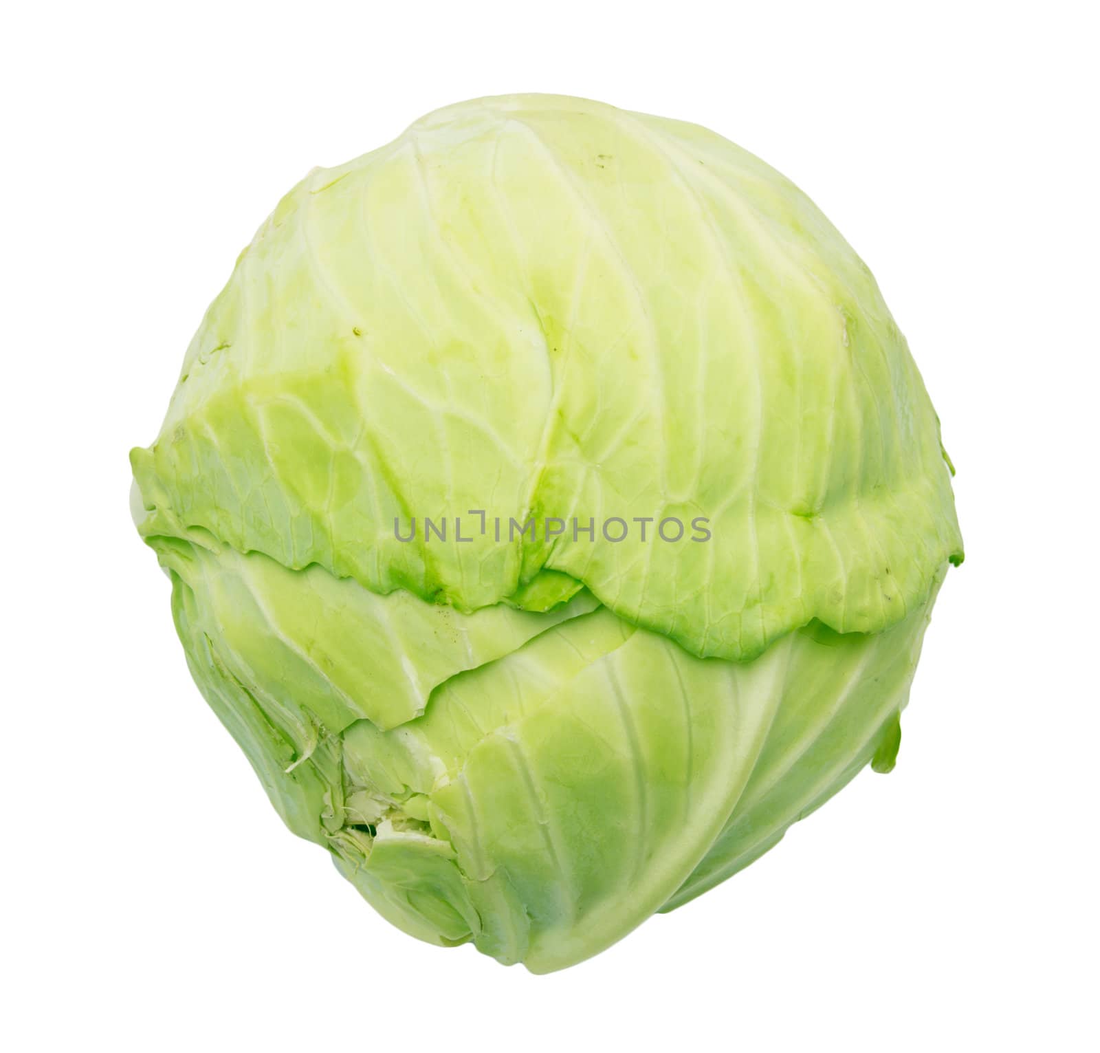 Single green cabbage with dew. Close-up. Isolated on white background. Studio photography. 