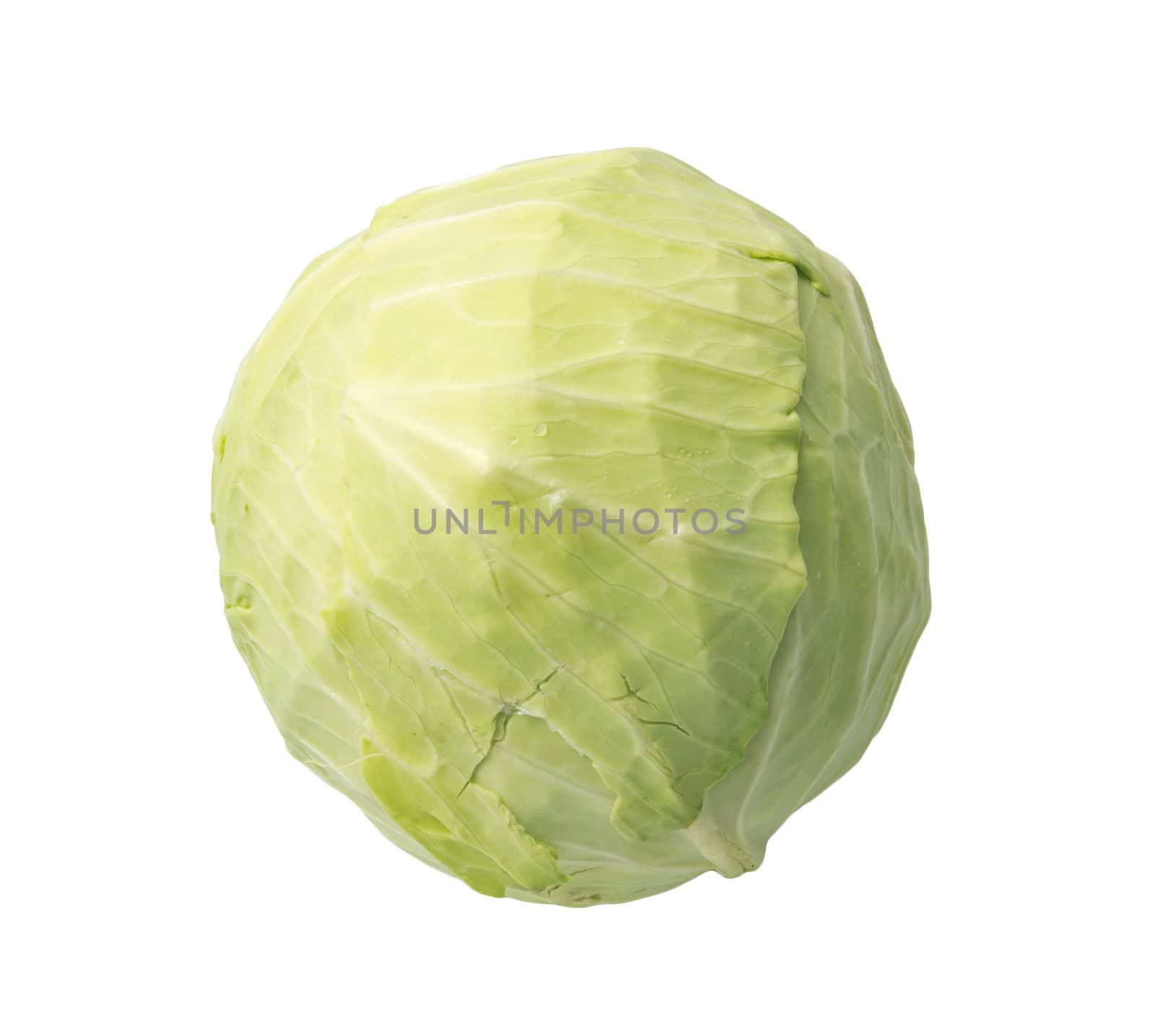 Single green cabbage with dew. Close-up. Isolated on white background. Studio photography. 