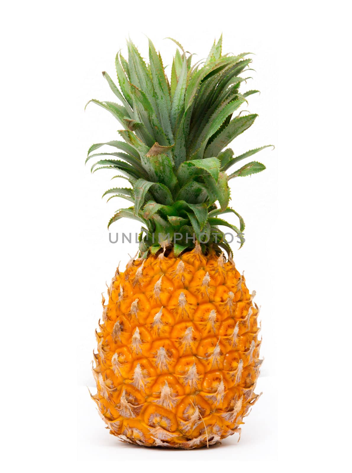 pineapple on white background by schankz