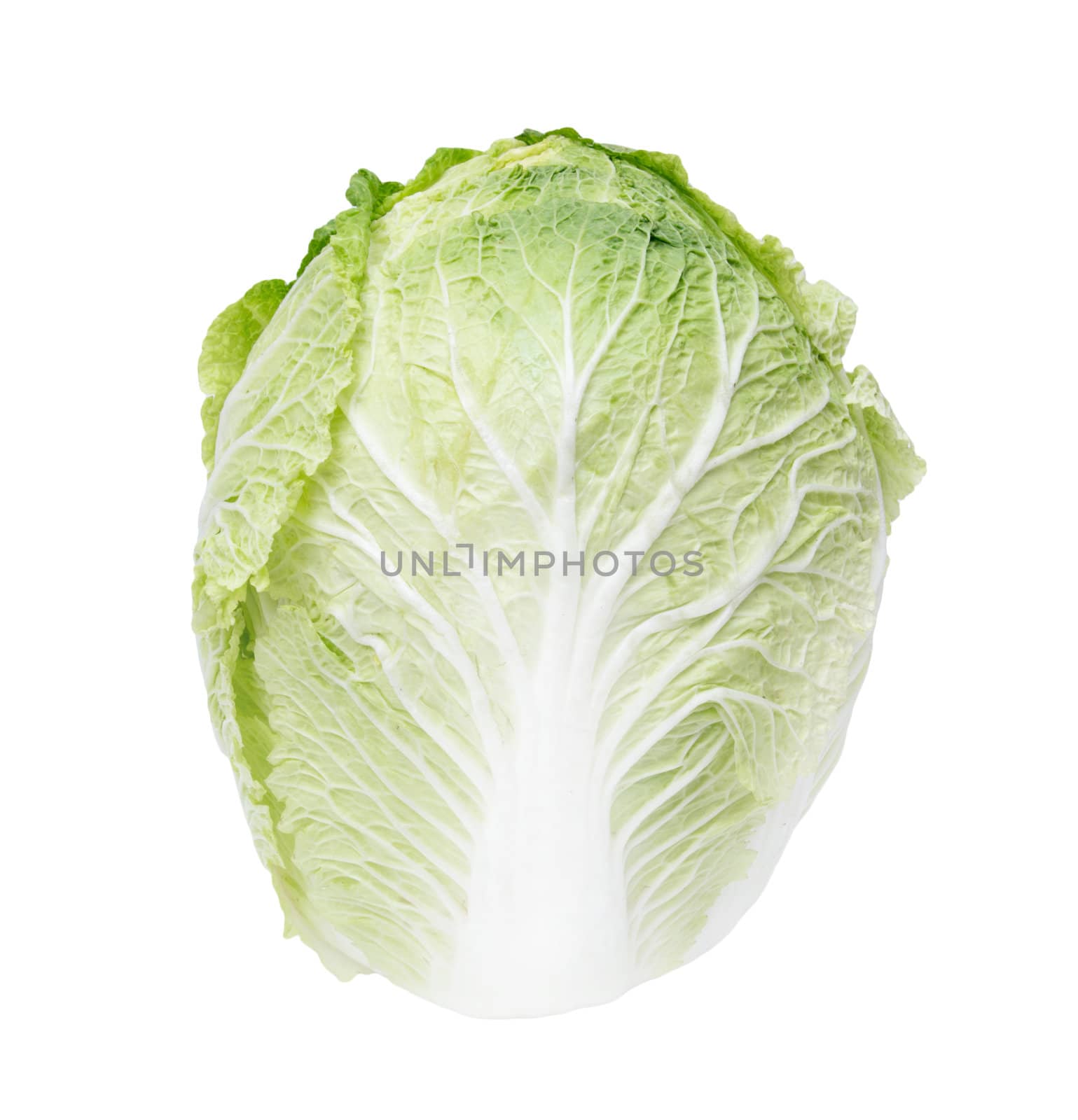 Chinese cabbage on white background 