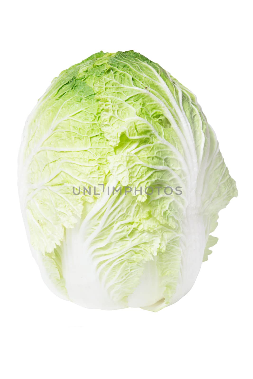 Chinese cabbage on white background 