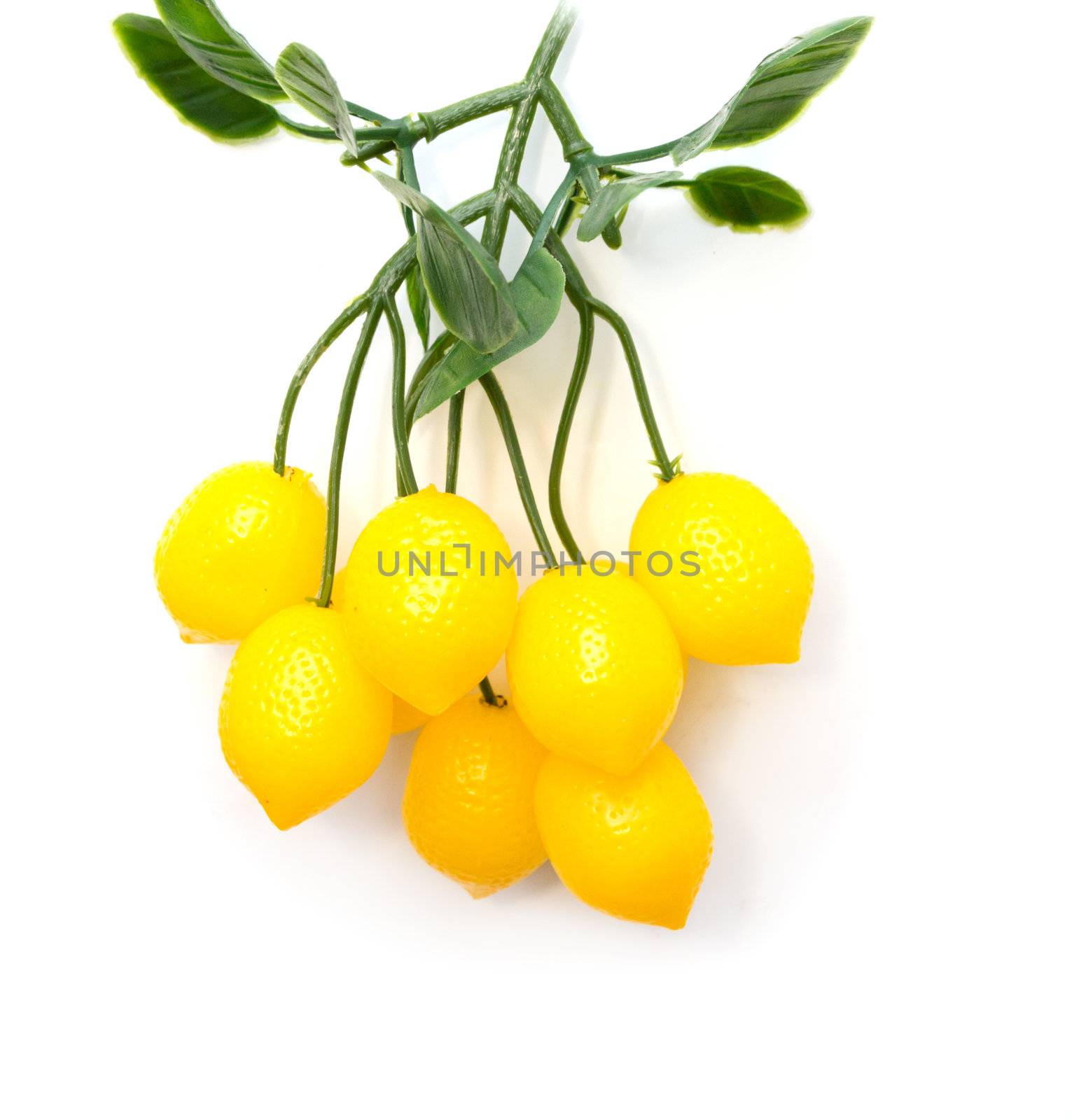 lemons on a tree on a white background