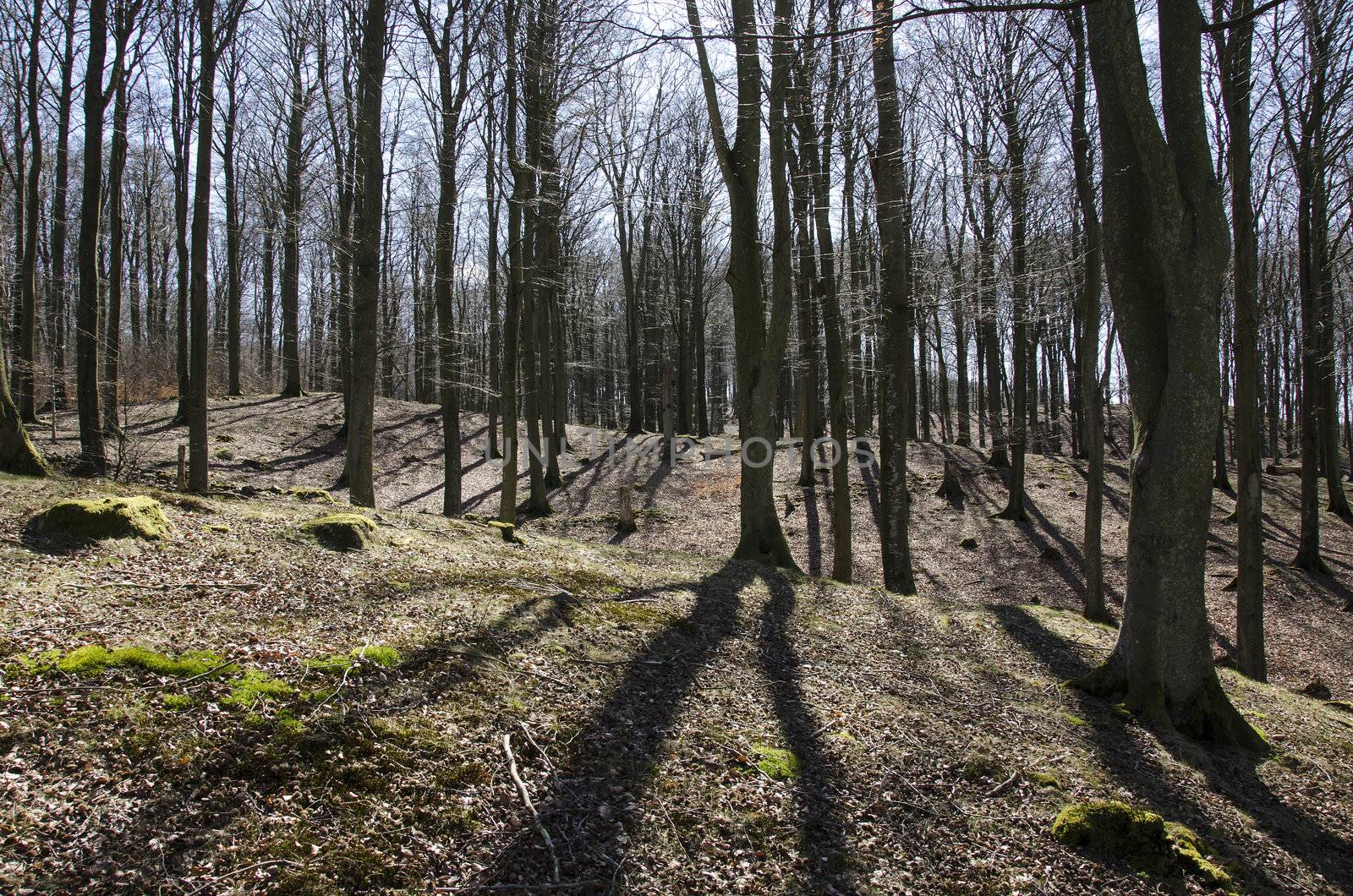 Beech forest in early spring by Arrxxx