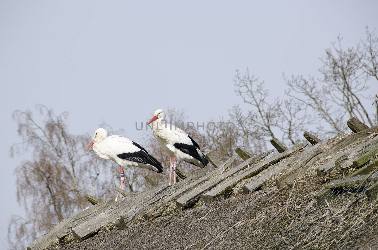 White storks on the nest (Ciconia ciconia) in early spring