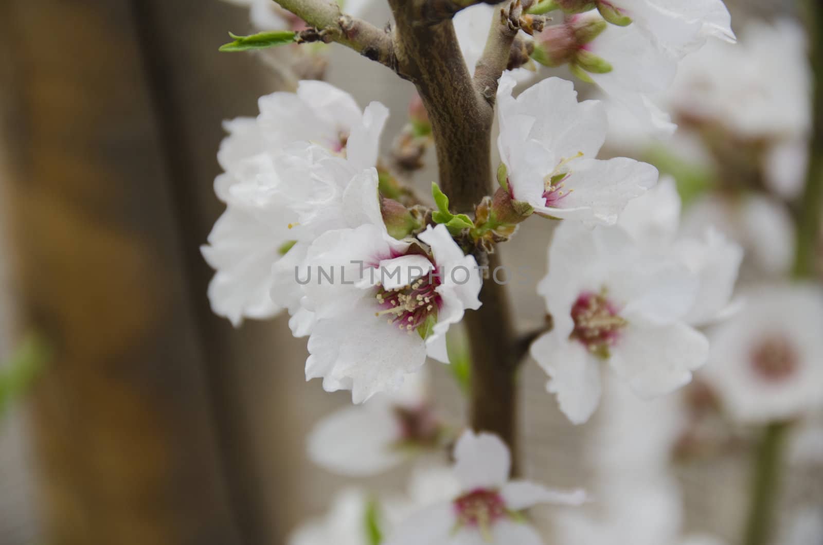 white flowers of the Fuji Cherry, Prunus incisa