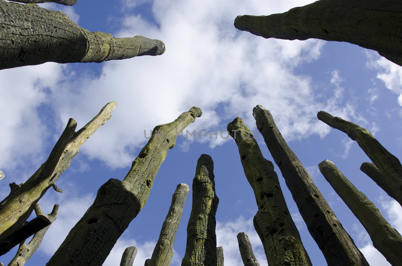 Leafless tree stems as seen against the blue sky