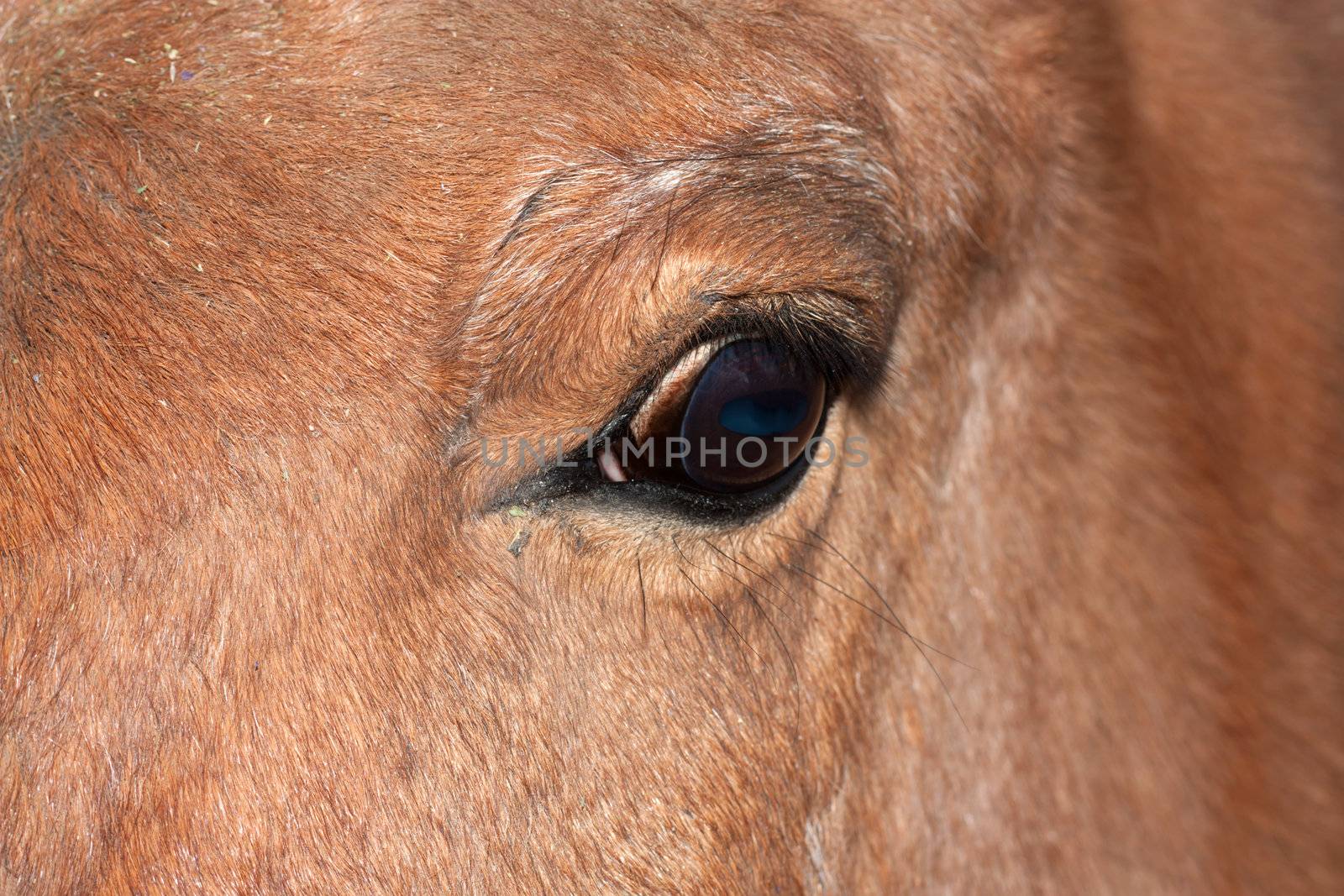 Closeup of a horse's eye 