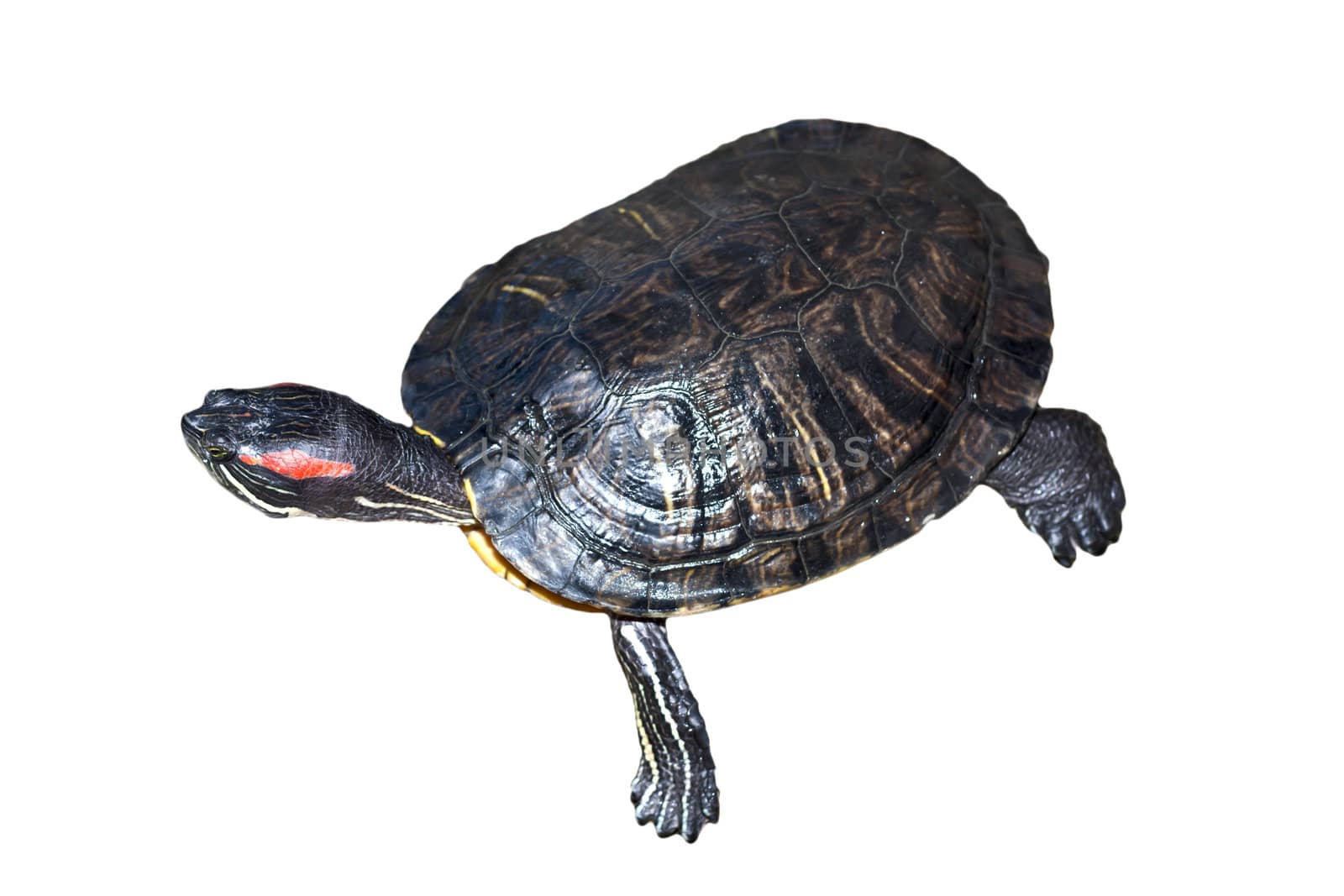 Pond terrapin close-up on a white background