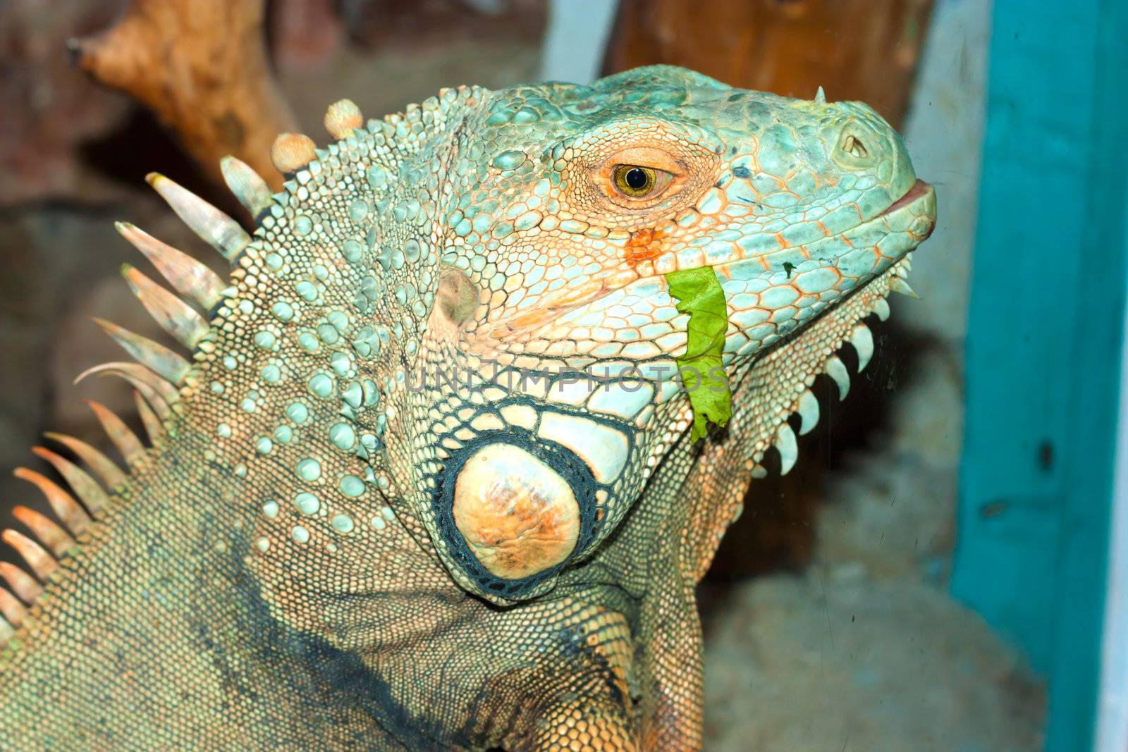 head of  iguana