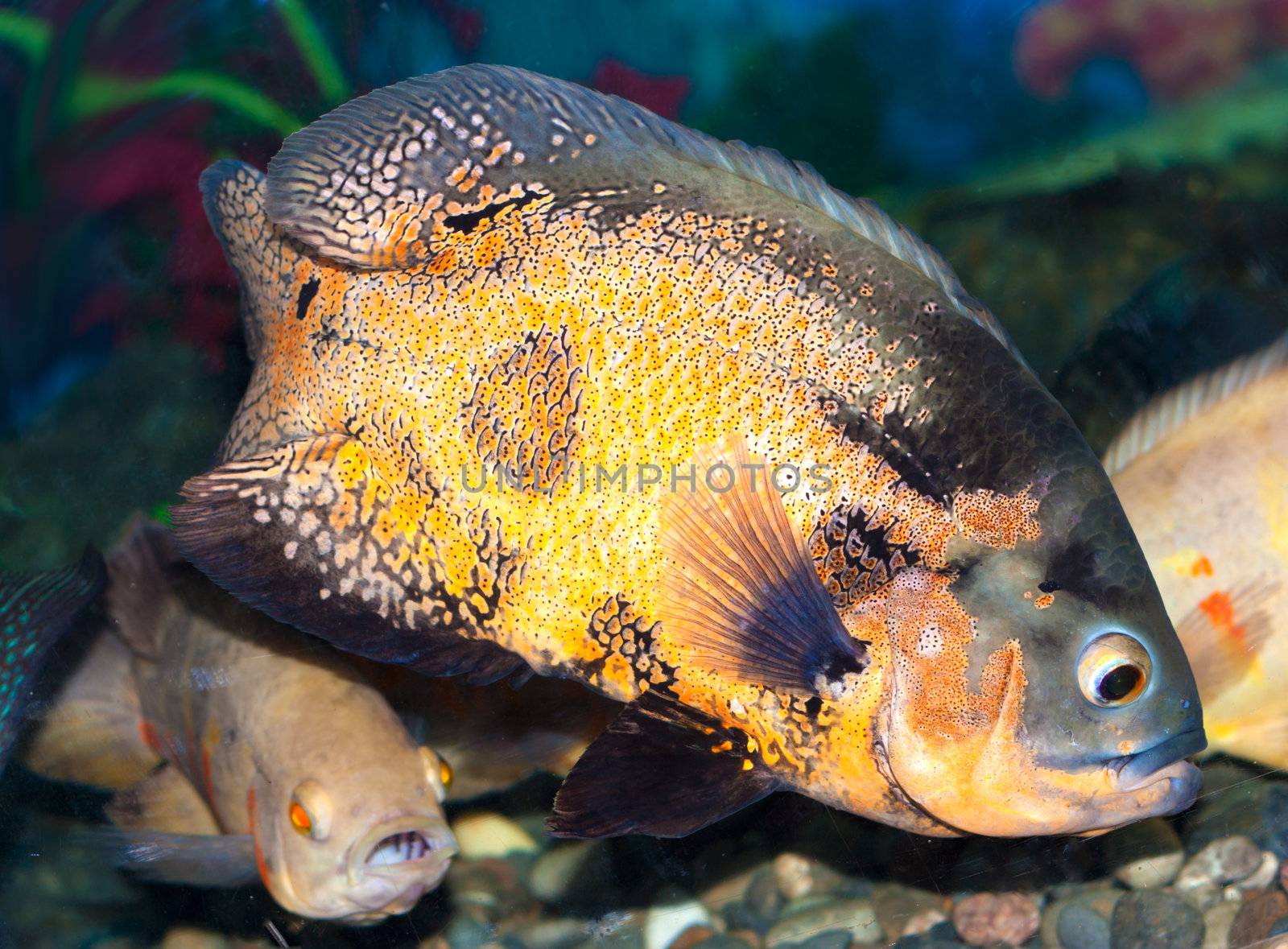 Spotty greater triggerfish floats in an aquarium  by schankz
