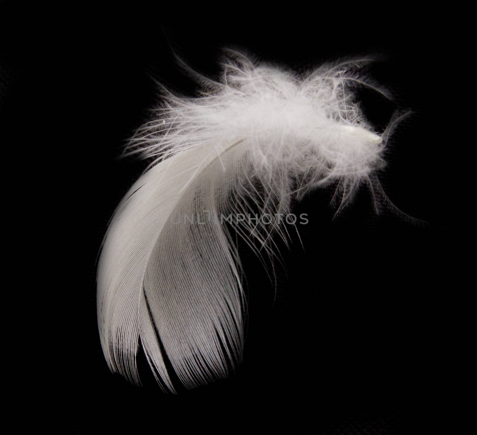 feather on the black background 