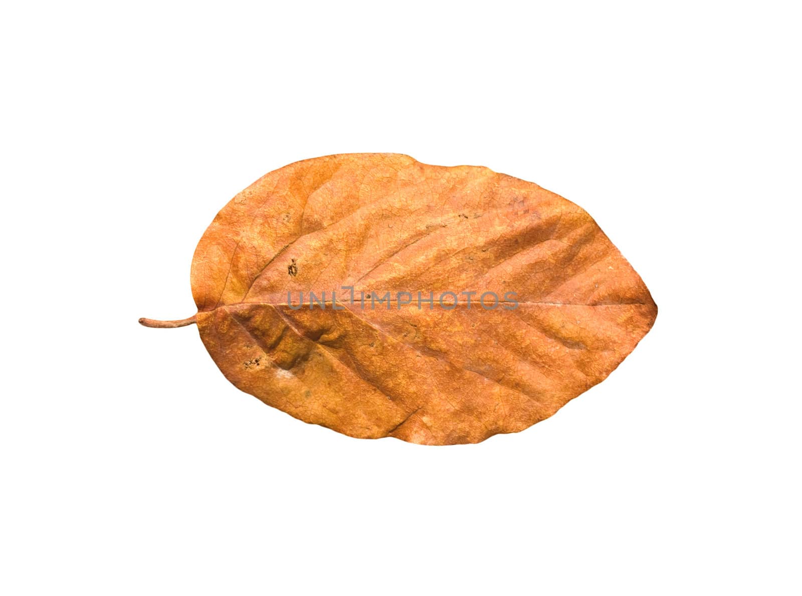 Yellow autumn leaves on a white background 