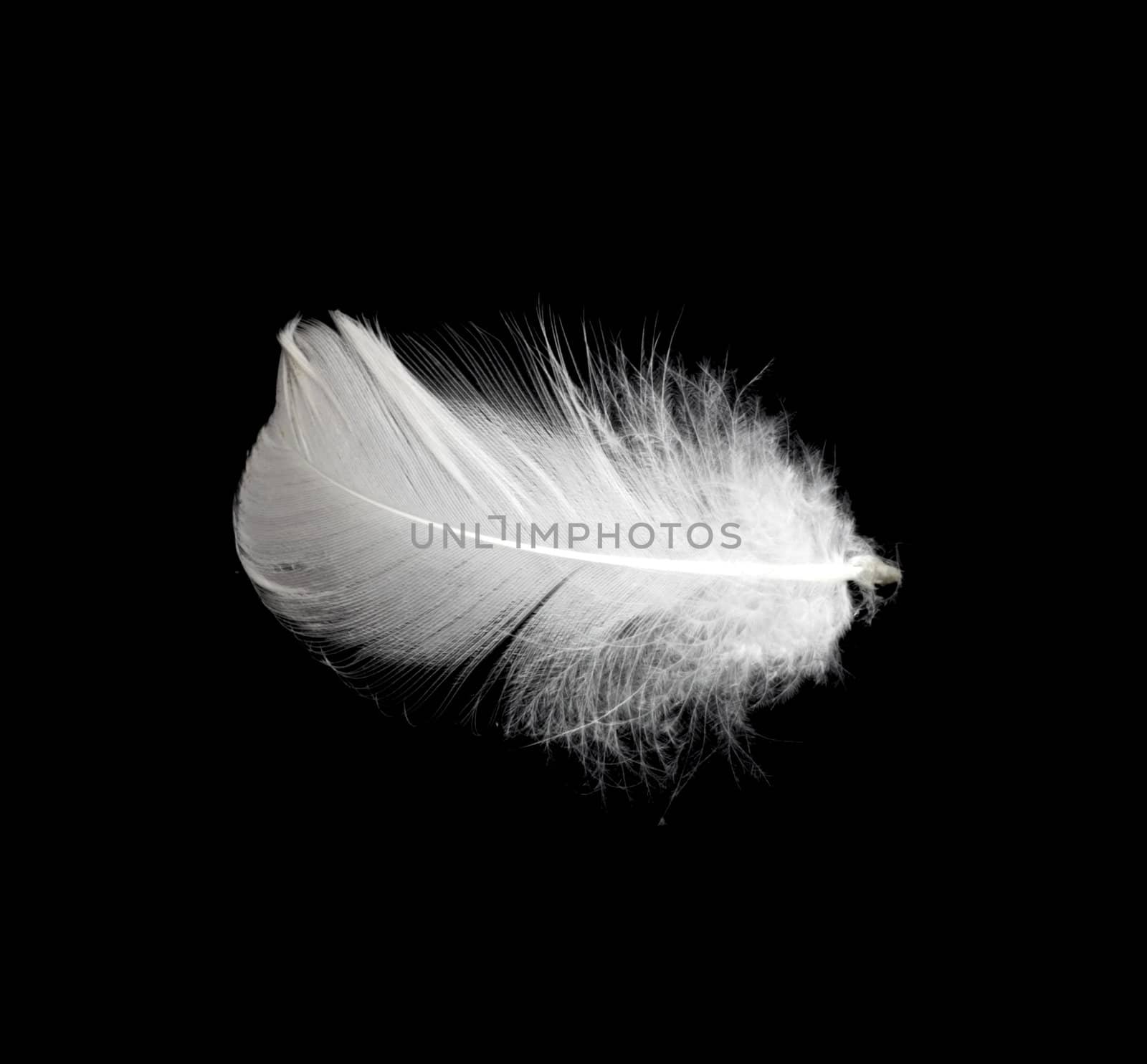 White feather isolated on white background 