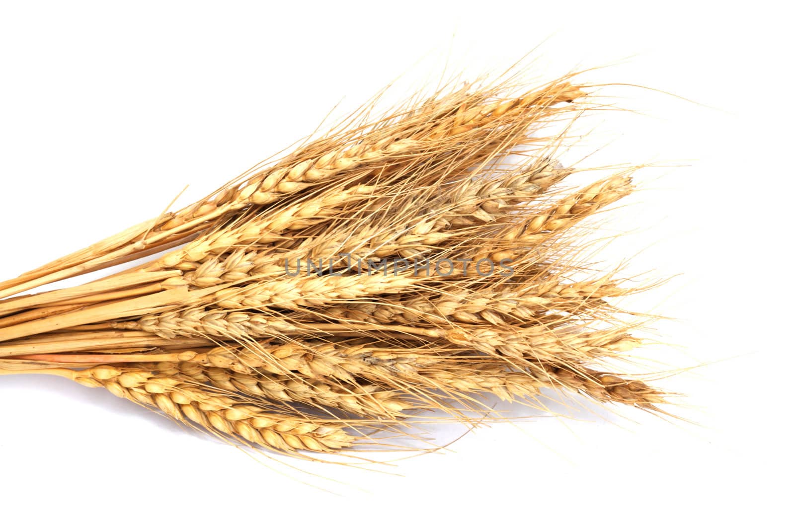 wheat isolated on white  by schankz