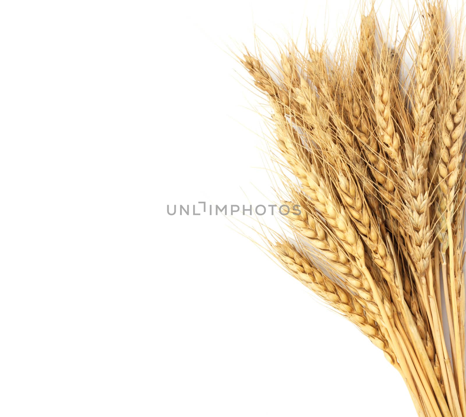 wheat isolated on white 