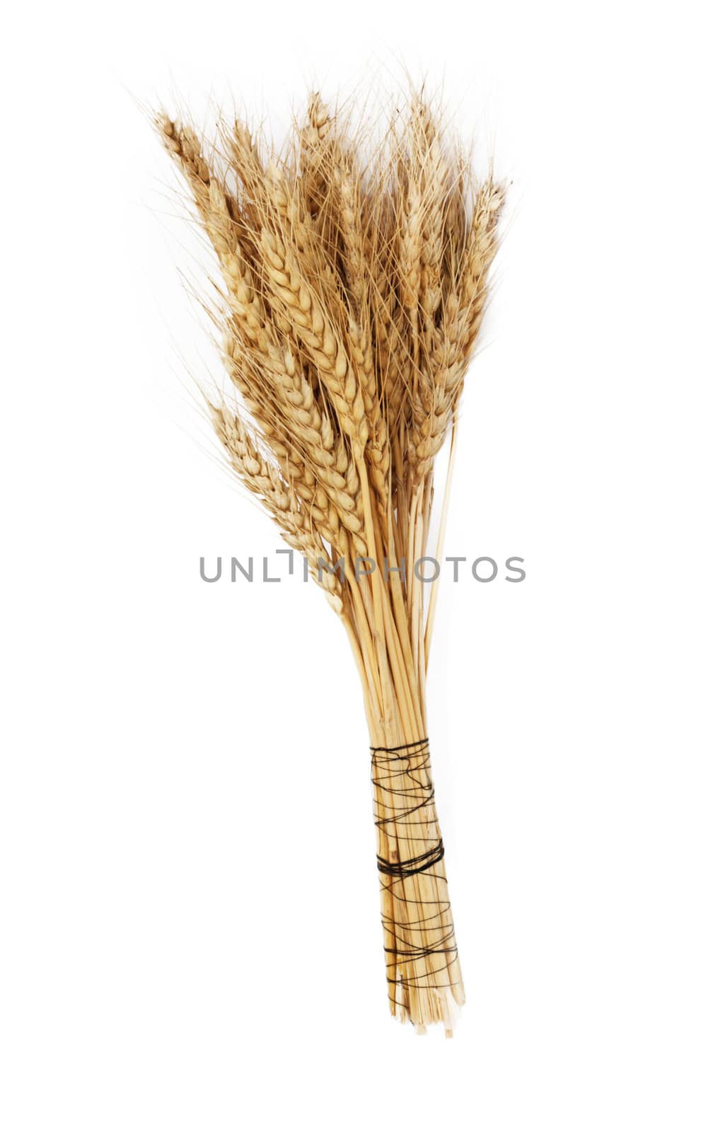 wheat isolated on white  by schankz