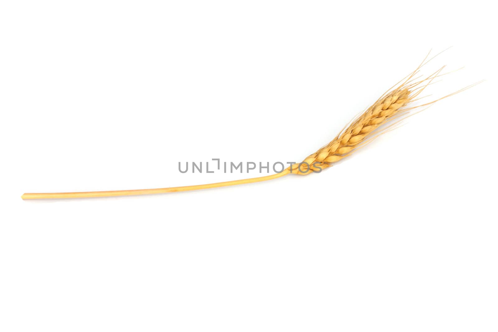 wheat on the white background 