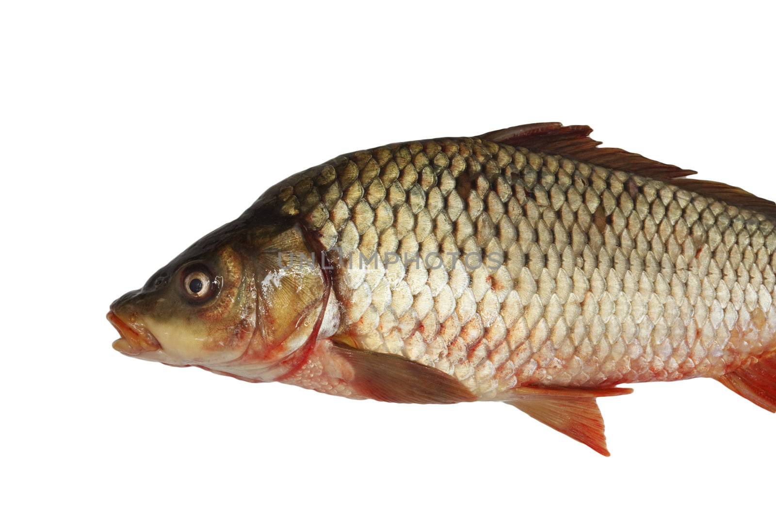 Carp isolated on white background  by schankz
