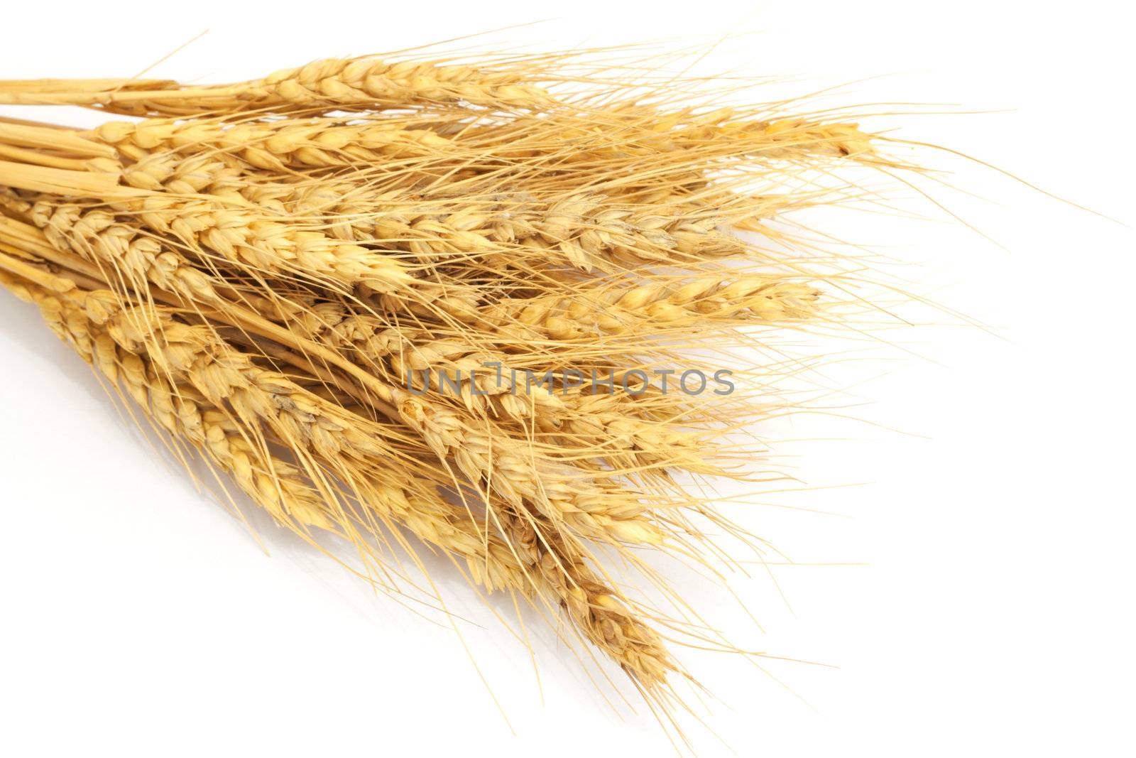 Bundle of Wheat isolated on white  by schankz
