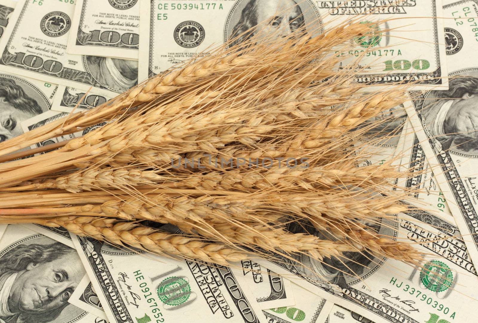 Wheat and dollar banknote in close up  by schankz