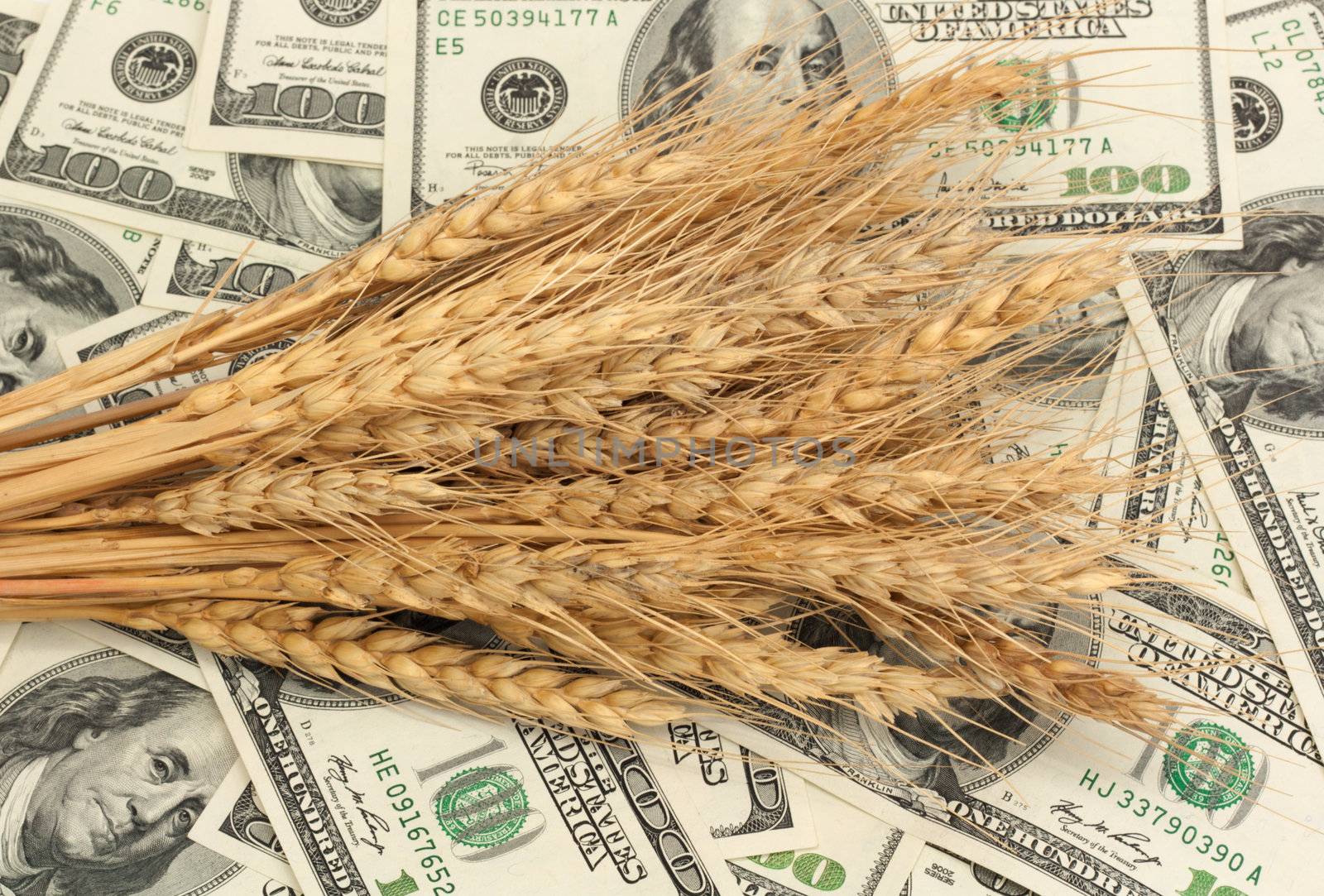 Wheat and dollar banknote in close up 