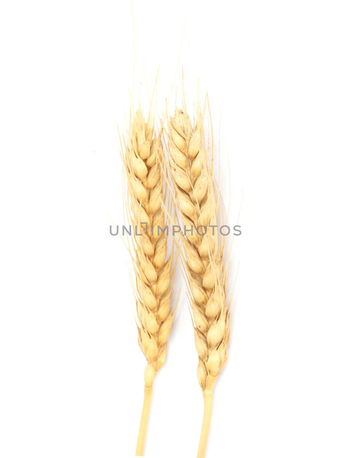 Wheat ears isolated on white 