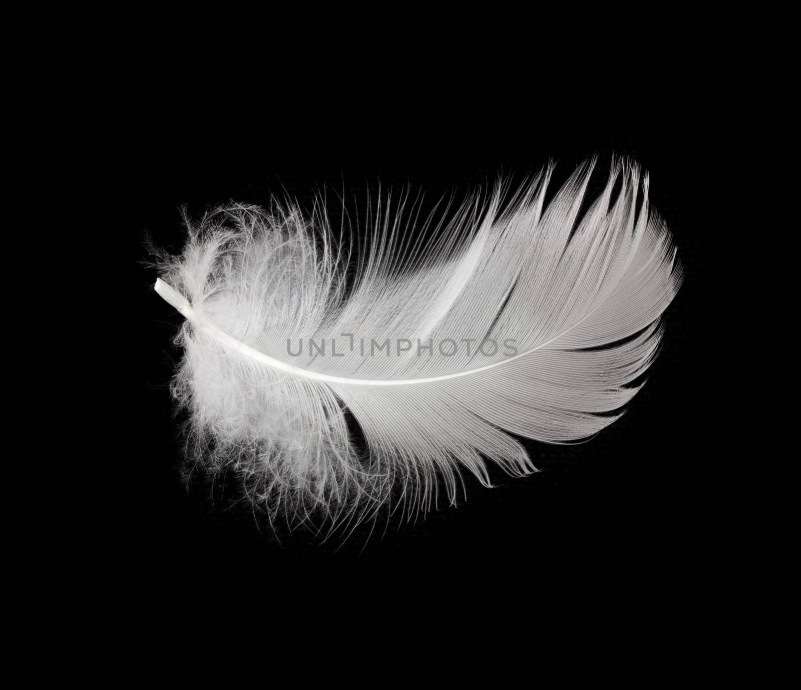 White feather isolated on white background 