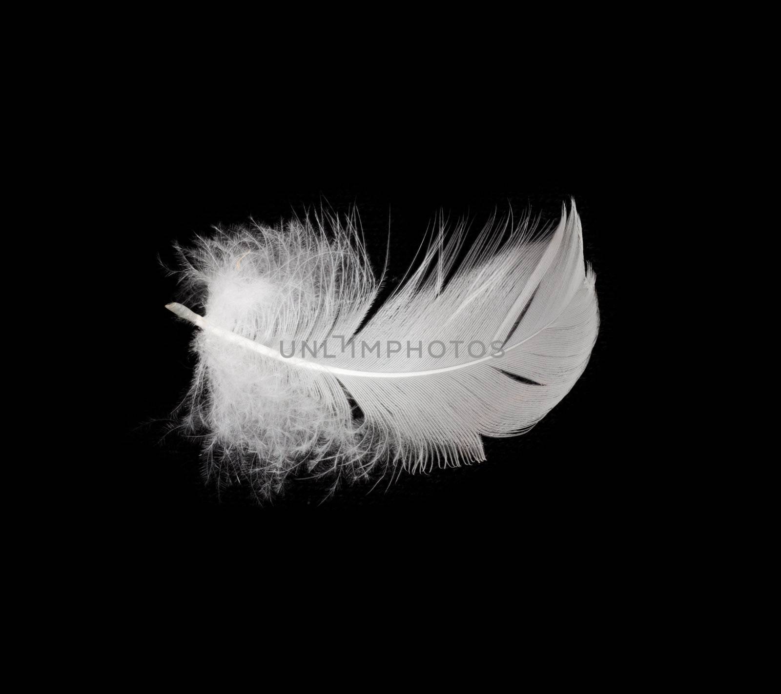 White feather isolated on white background 
