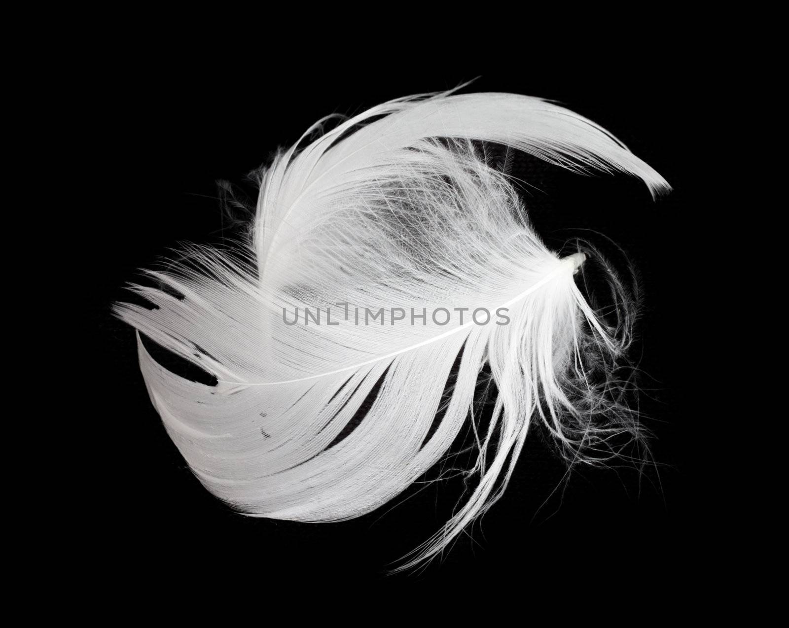 White feather isolated on white background  by schankz