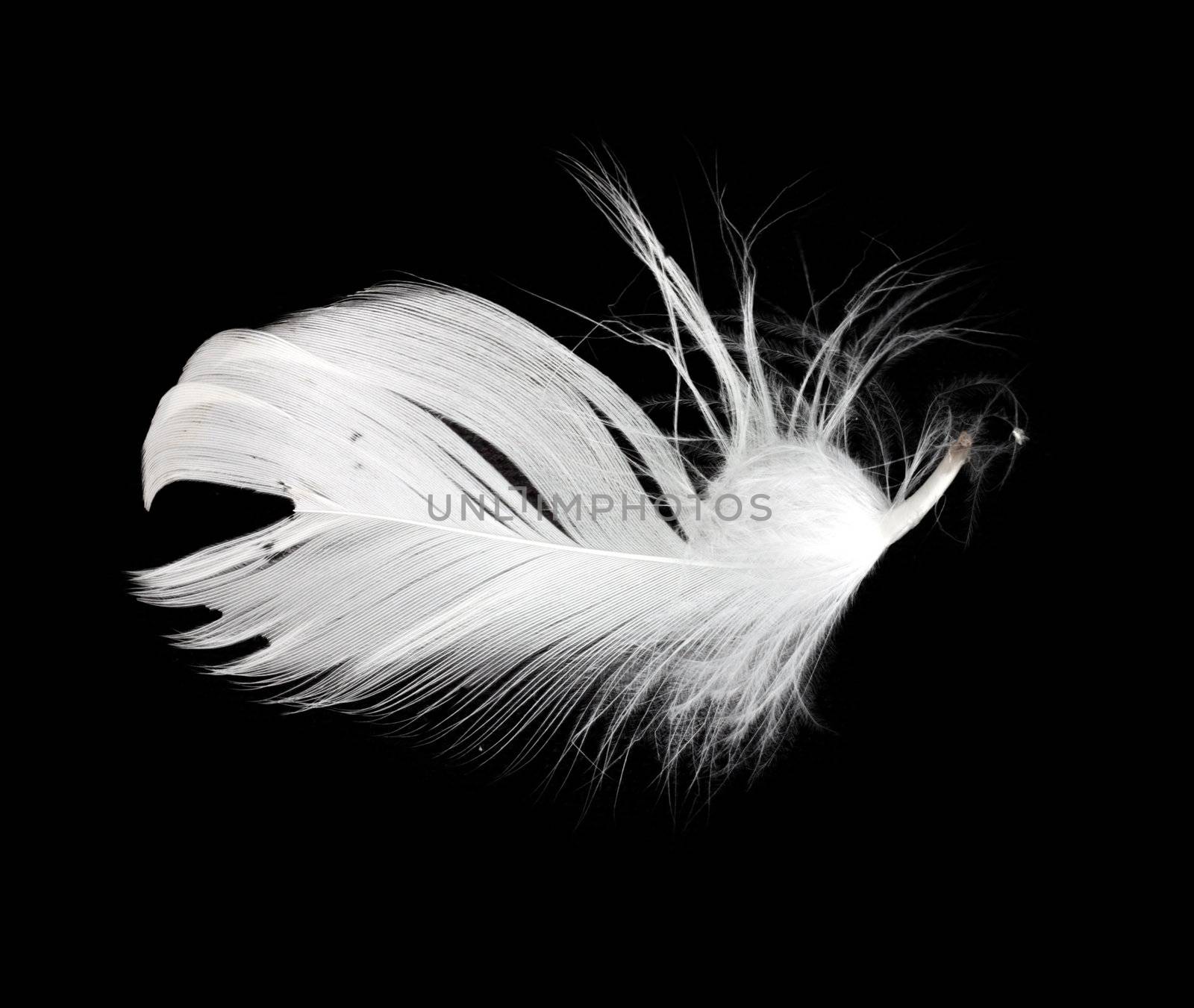 White feather isolated on white background  by schankz