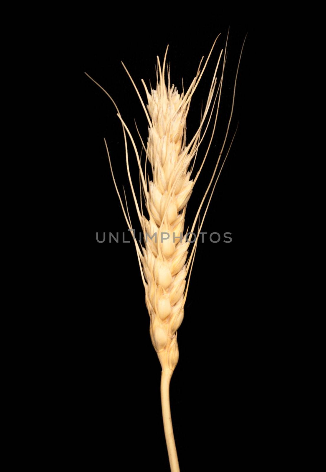 wheat isolated on black background 