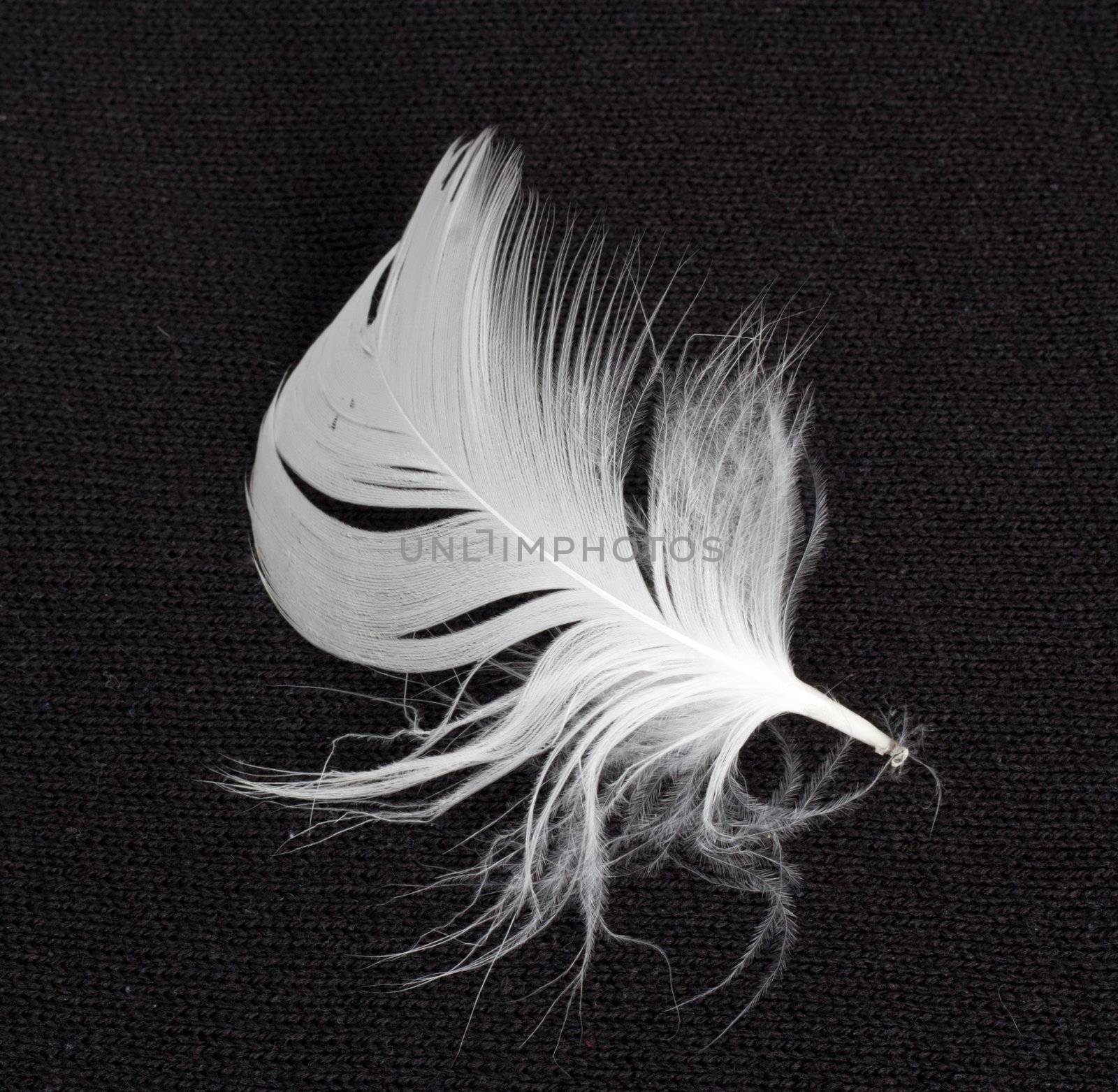 White feather by schankz